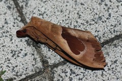 Paralebeda plagifera