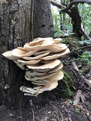 Cerioporus squamosus
