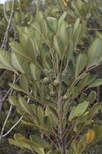 Didymocheton rufescens observed 2024-11-04