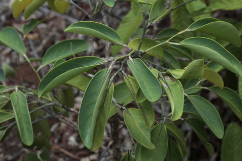 Phyllanthus aeneus observed 2024-11-04