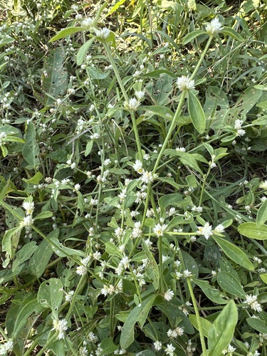 Sanguinaria (Alternanthera ficoidea)