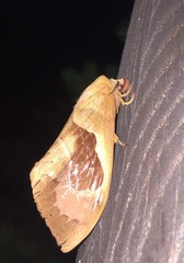 Paralebeda plagifera
