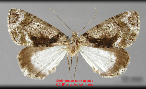 Cundinamarca nigralbata