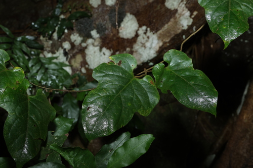Image of Parsonsia velutina by (c) Greg Tasney, some rights reserved (CC BY-SA)