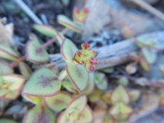 Crassula pellucida marginalis