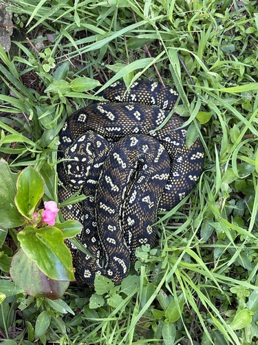 Diamond Python sighting