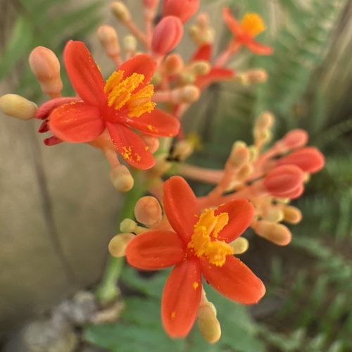 Image of Jatropha podagrica by (c) AnnLazaro, some rights reserved (CC BY-SA)