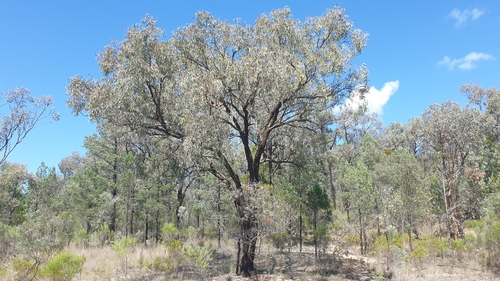 Image of Ovenden's Ironbark (Eucalyptus caleyi) by (c) Andrew Thornhill, some rights reserved (CC BY)