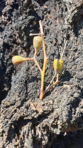 Image of Eucalyptus caleyi by (c) Andrew Thornhill, some rights reserved (CC BY)