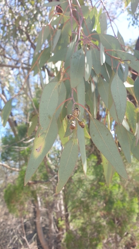 Image of Eucalyptus caleyi by (c) Andrew Thornhill, some rights reserved (CC BY)