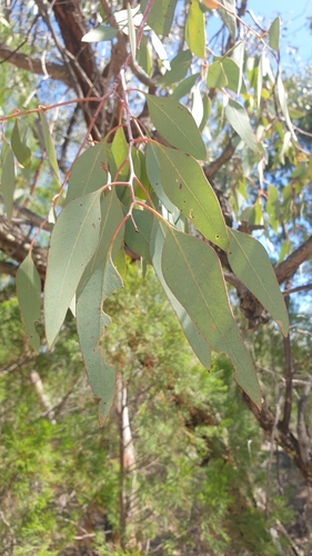 Image of Eucalyptus caleyi by (c) Andrew Thornhill, some rights reserved (CC BY)