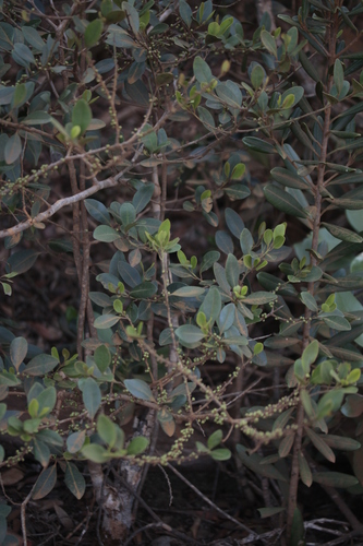 Myrsine modesta observed 2024-11-04