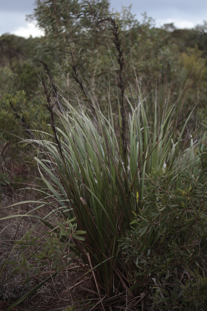 Gahnia novocaledonensis (New Caledonian Sawsedge)