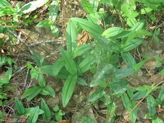 Habenaria quinqueseta