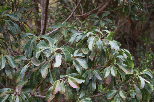 Macaranga coriacea observed 2024-11-05