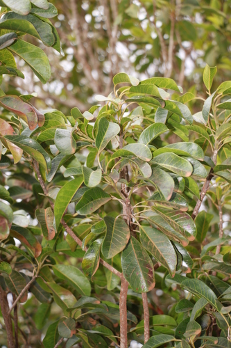 Macaranga coriacea observed 2024-11-05