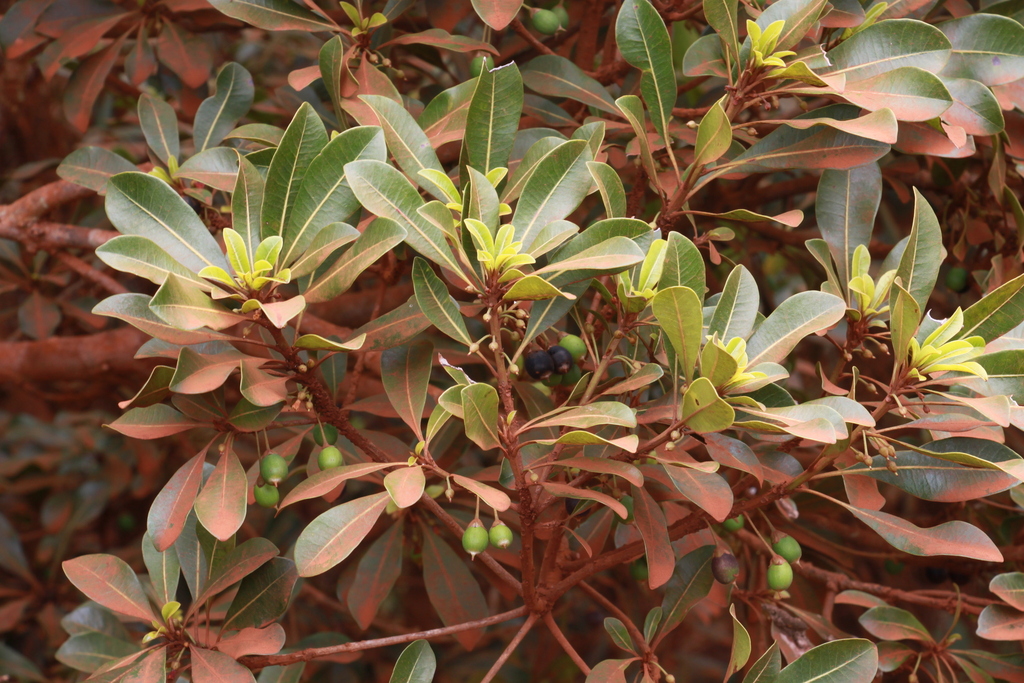 Pleioluma tenuipedicellata