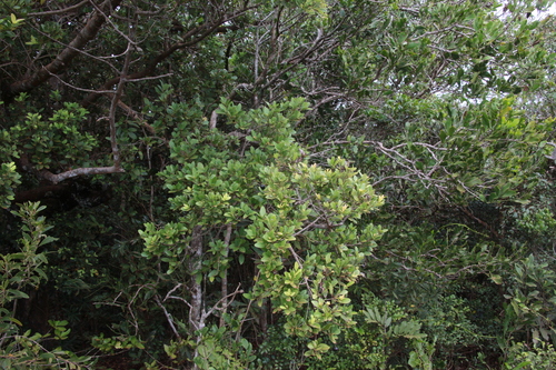 Cryptocarya leptospermoides observed 2024-11-05