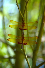 Hydrobasileus croceus