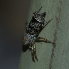 Cosmophasis thalassina