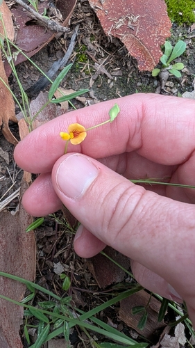 Image of Zornia dyctiocarpa by no rights reserved