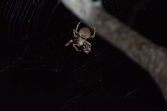 Araneus ventricosus
