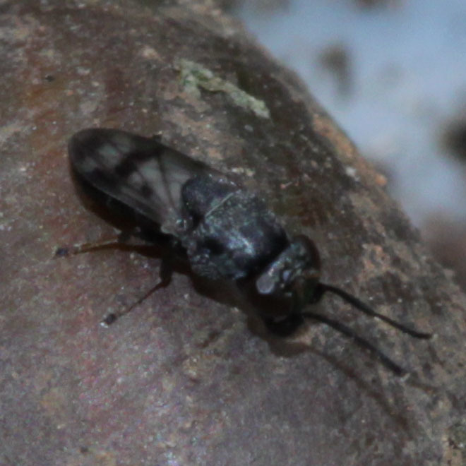 Shore fly