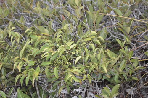 Phyllanthus serpentinus observed 2024-11-05