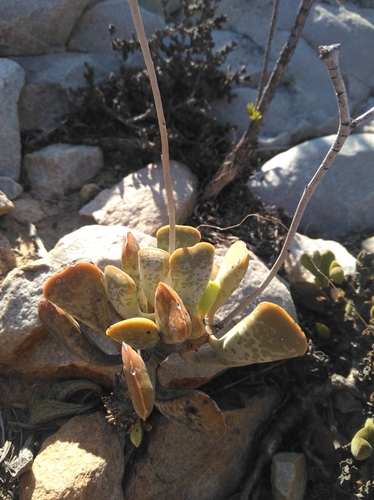 Adromischus triflorus