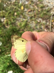 Colias hyale