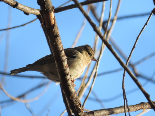 Pinzón vulgar (Fringilla coelebs)
