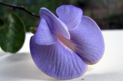 Periandra mediterranea