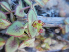 Crassula pellucida marginalis