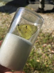 Colias hyale