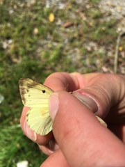 Colias hyale