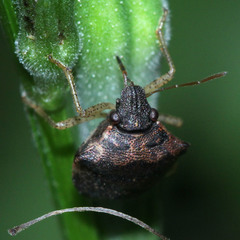 Pentatomoidea