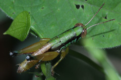 Caryanda spuria