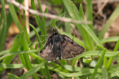 Metaxmeste schrankiana