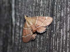 Stemmatophora albifimbrialis