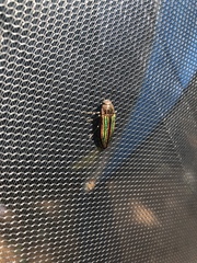 Buprestis striata