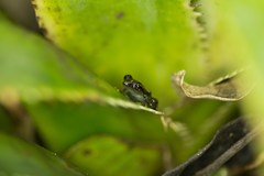 Guibemantis