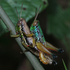Caryanda spuria