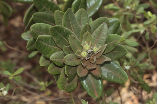 Xanthostemon pubescens observed 2024-10-28