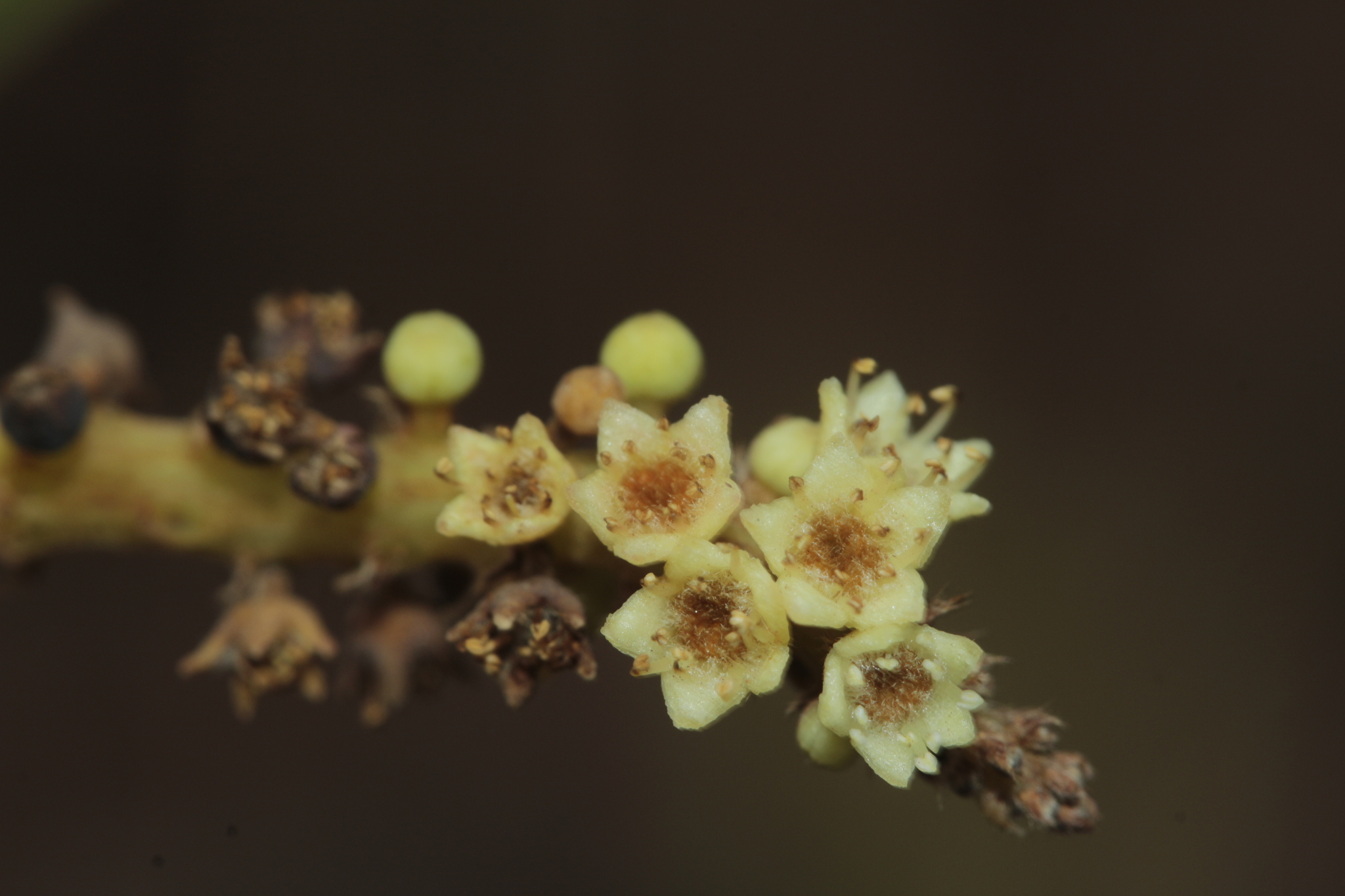 Sea Almond (Terminalia catappa) · iNaturalist