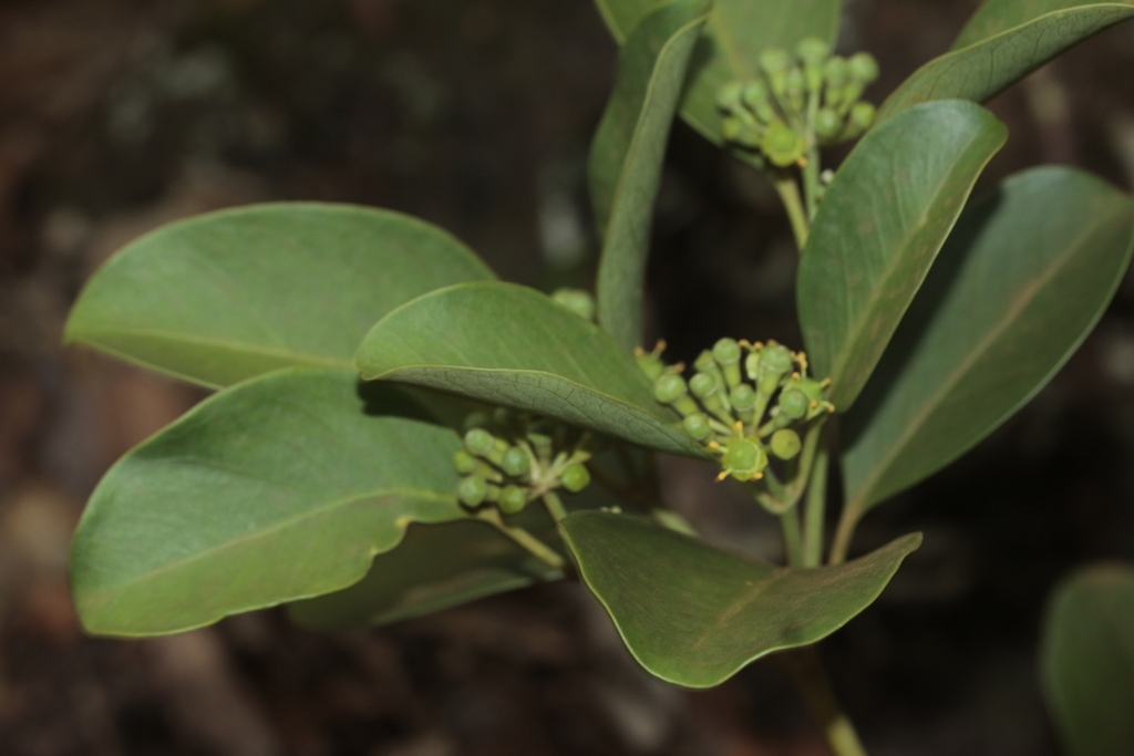 Polyscias vieillardii