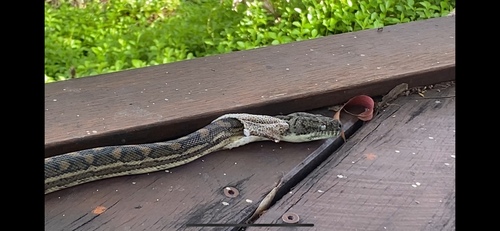 Coastal Carpet Python sighting