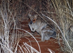 Spectacled Hare-Wallaby photo 2