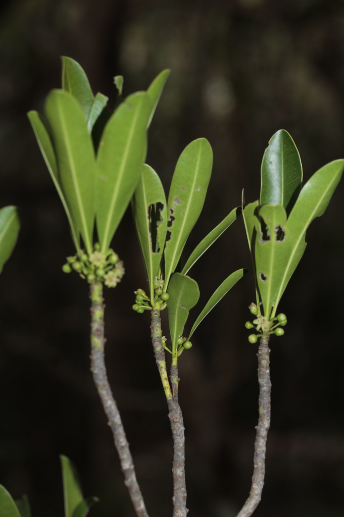 Pycnandra litseiflora