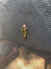Buprestis striata