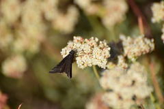 Erynnis propertius